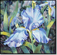 Blue Iris by Joan Hansen